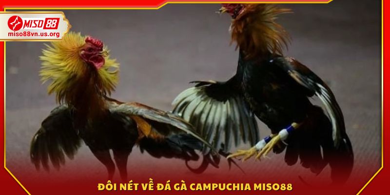 Giới thiệu sơ lược về Đá gà Campuchia Miso88 