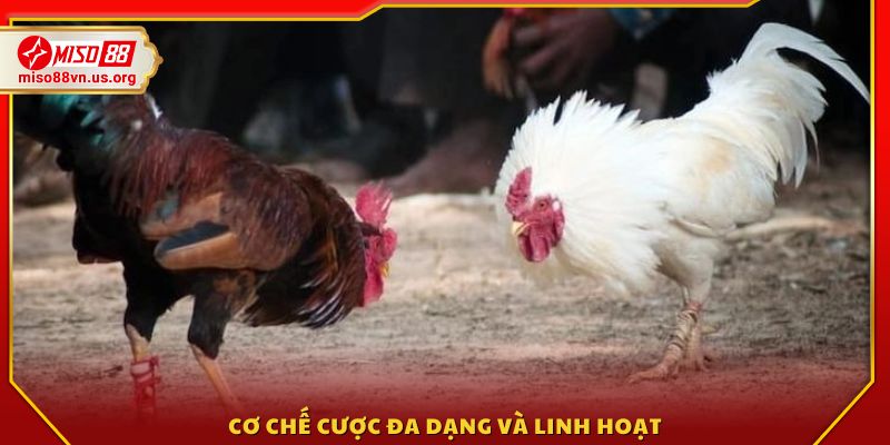 Hệ thống cá cược trong đá gà Campuchia Miso88