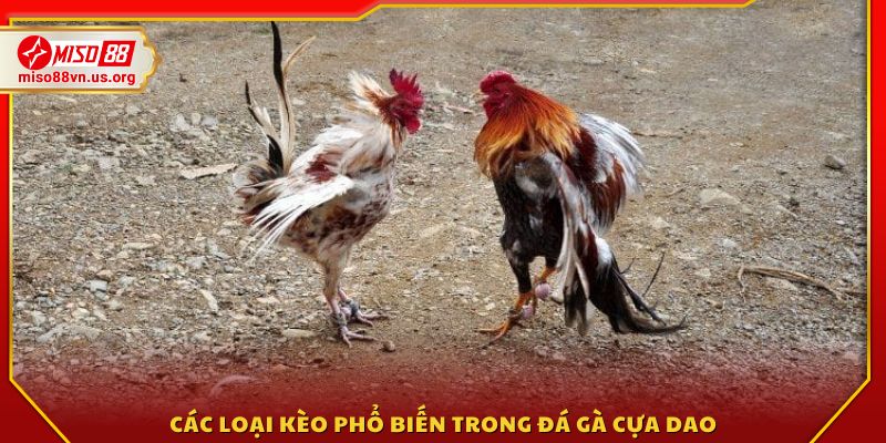 Những hình thức kèo được lựa chọn nhiều nhất 
