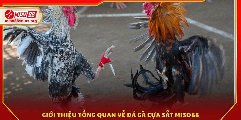 Tổng quan về trò chơi Đá gà cựa sắt Miso88 