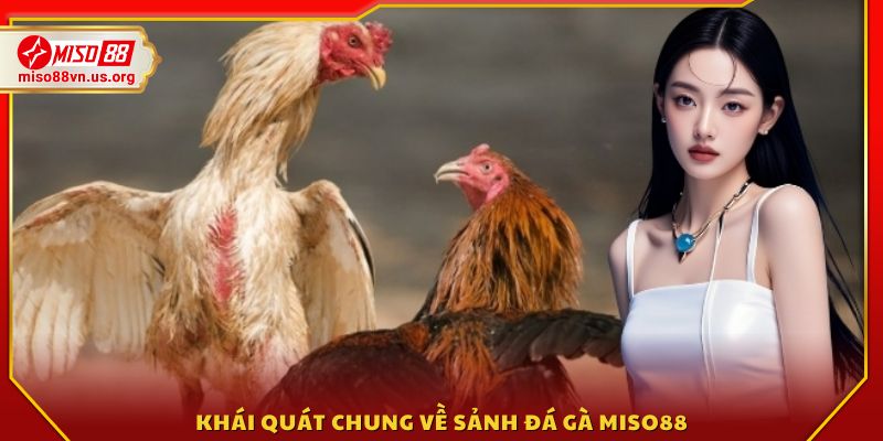 Vài nét về sảnh đá gà trực tuyến tại Miso 88